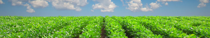 agriculture